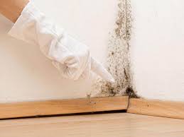 Best Mold Odor Removal Services  in Gastonia, NC